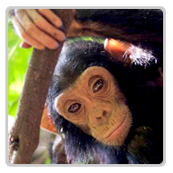 Chimpanzee Safari