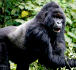Gorilla Safari